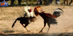 Đá Gà Trực Tiếp C3